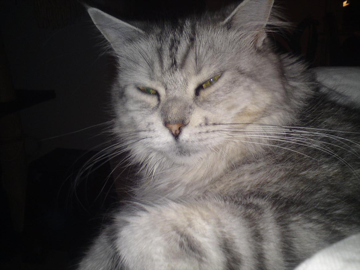 Maine Coon DK Agerskov's Bailey (Malou) billede 6