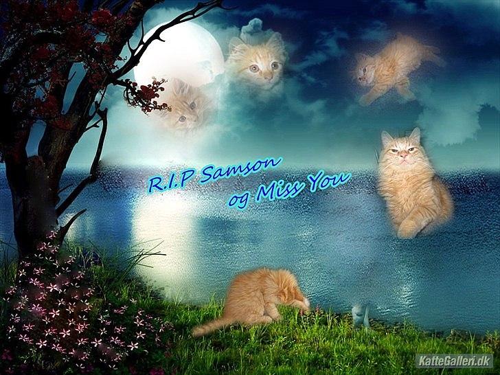 Blanding af racer Samson død *R.I.P* :´( - R.I.P Samson :´(
Tusind tak til Charlotte M for det fine billede (: billede 2