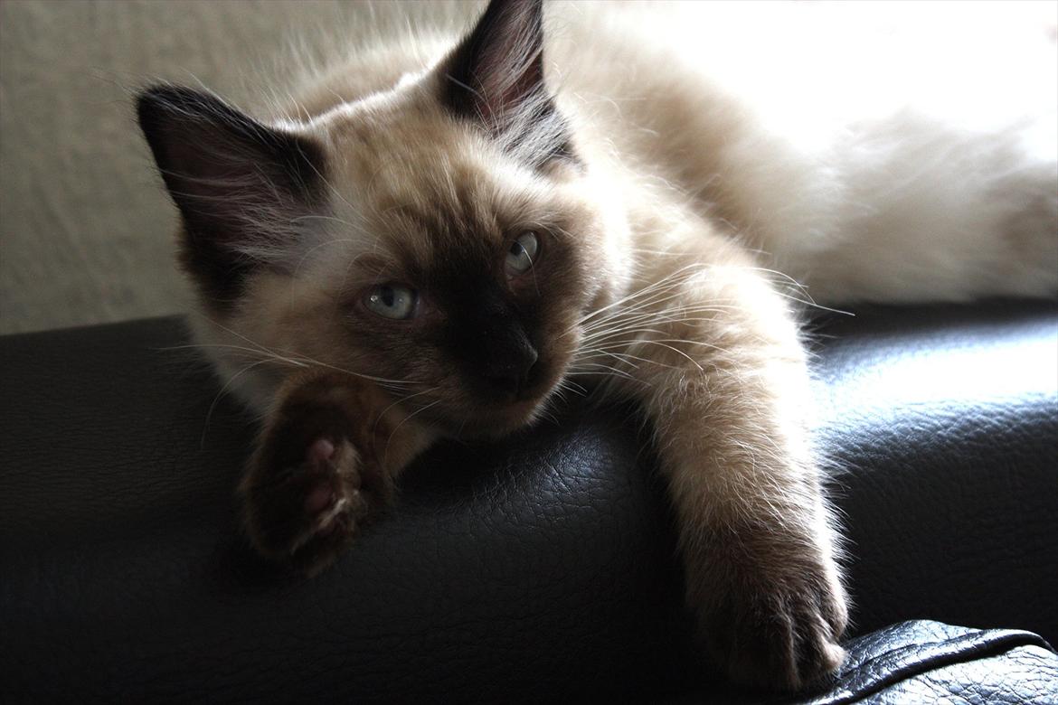 Ragdoll Calipso billede 6