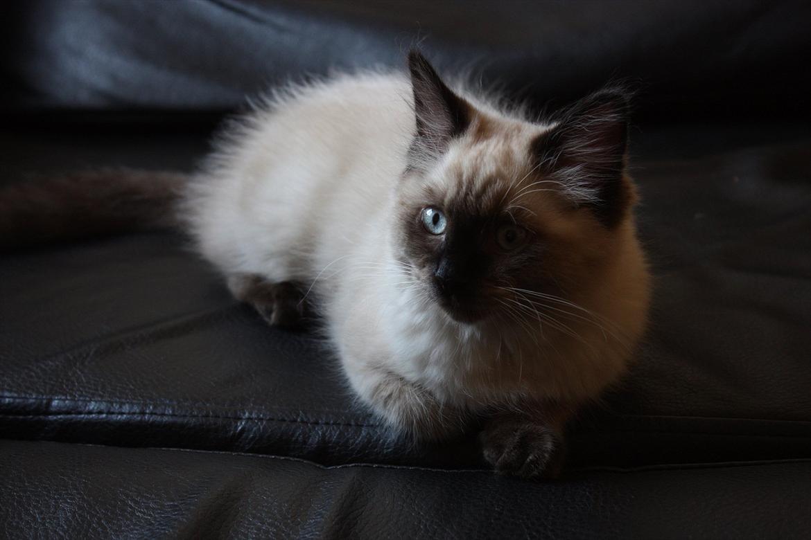 Ragdoll Calipso billede 7