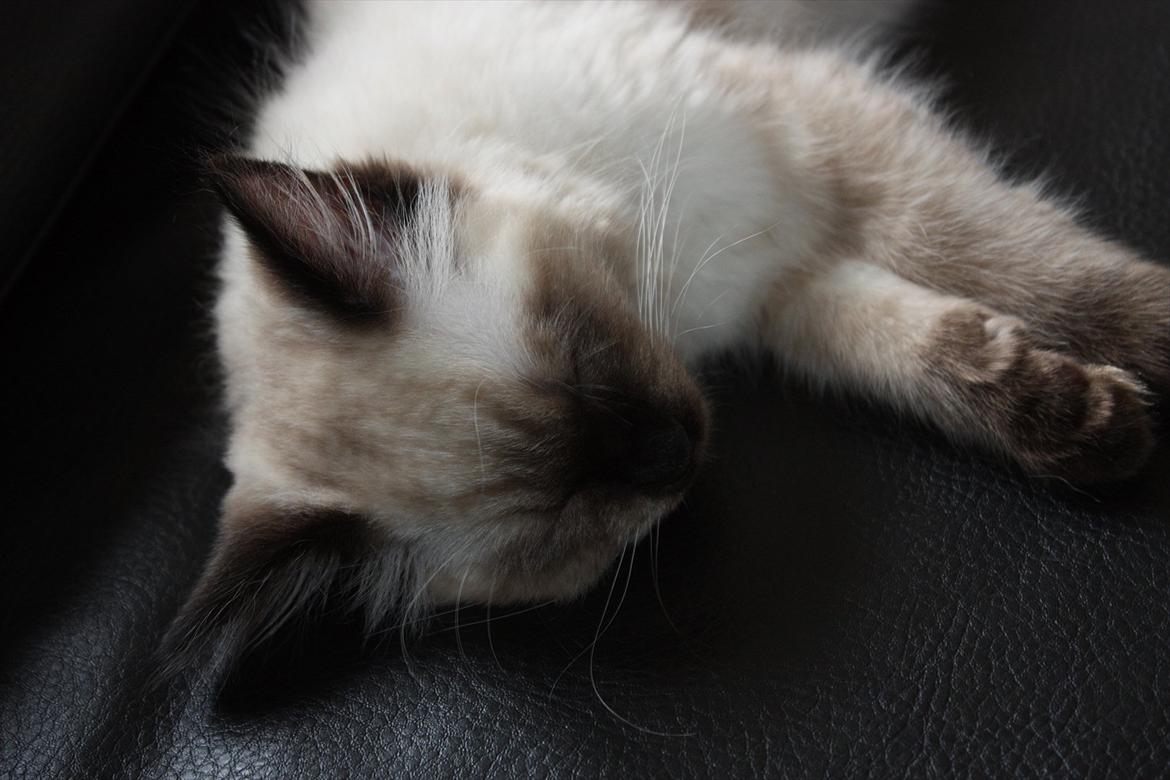 Ragdoll Calipso billede 8