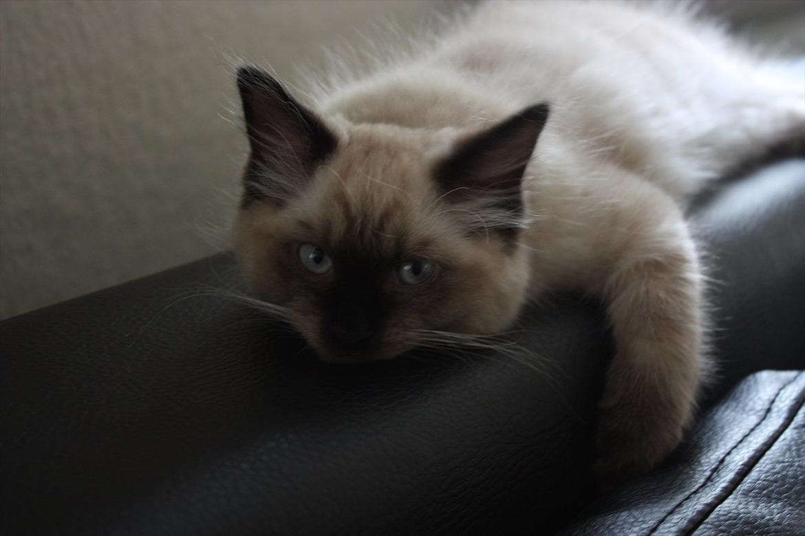 Ragdoll Calipso billede 9