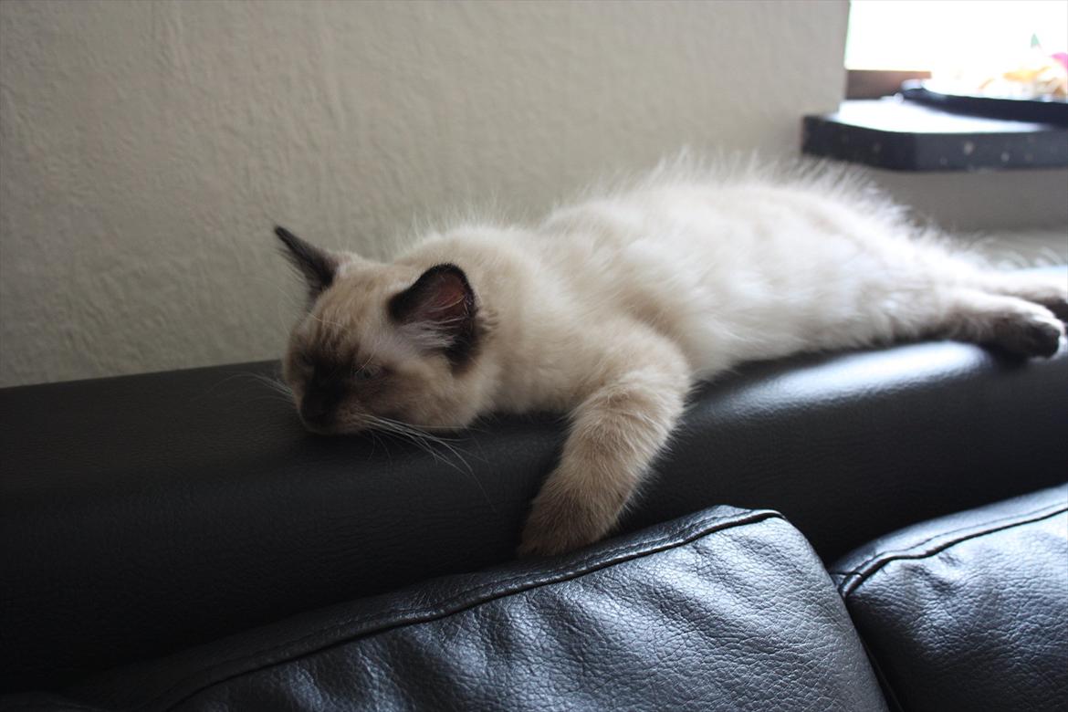 Ragdoll Calipso billede 10