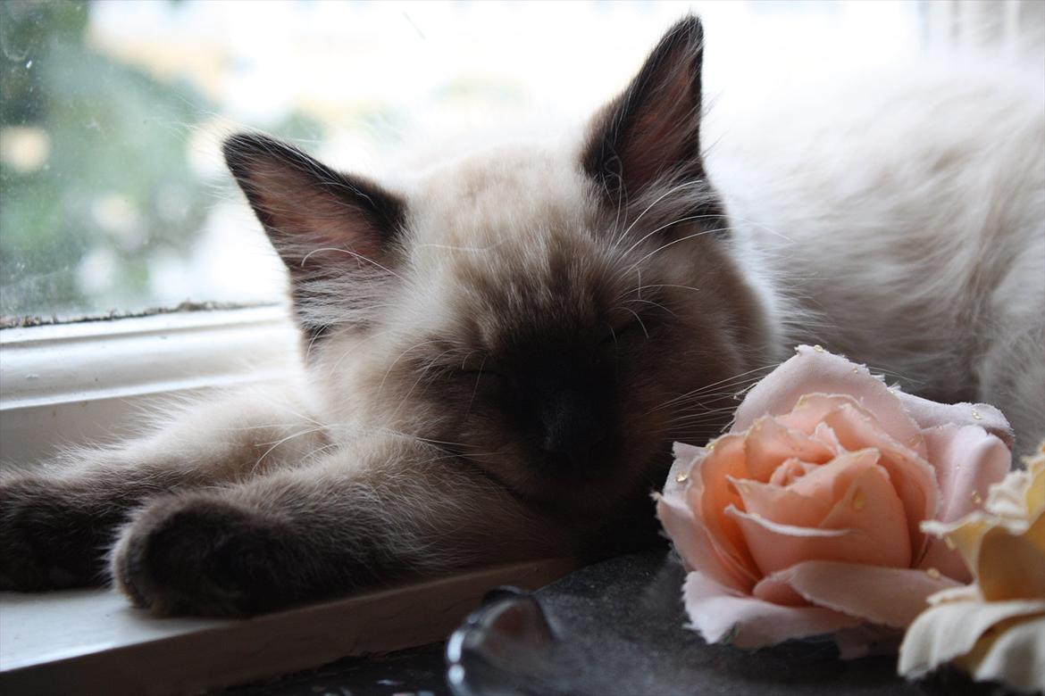 Ragdoll Calipso billede 11