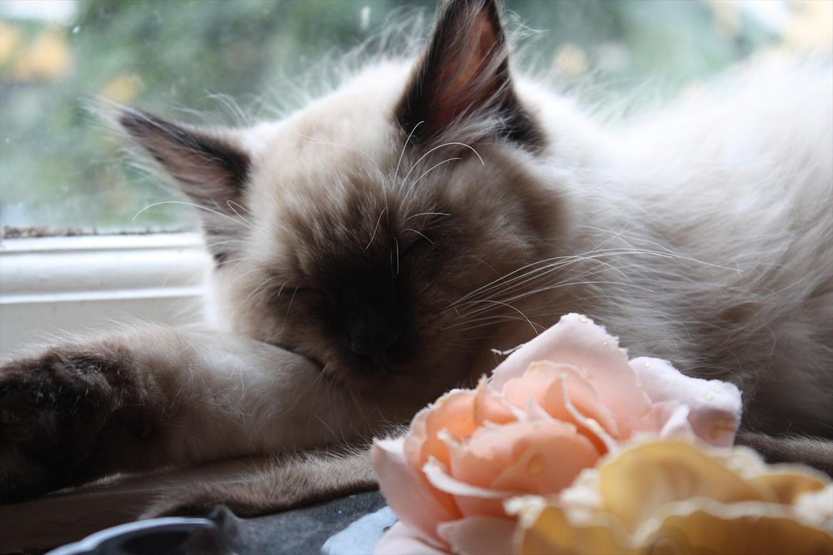 Ragdoll Calipso billede 12