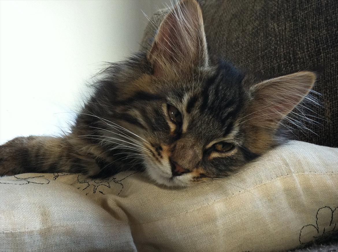 Blanding af racer Poecsii - Er jeg ikke bedårende ? :-) billede 1