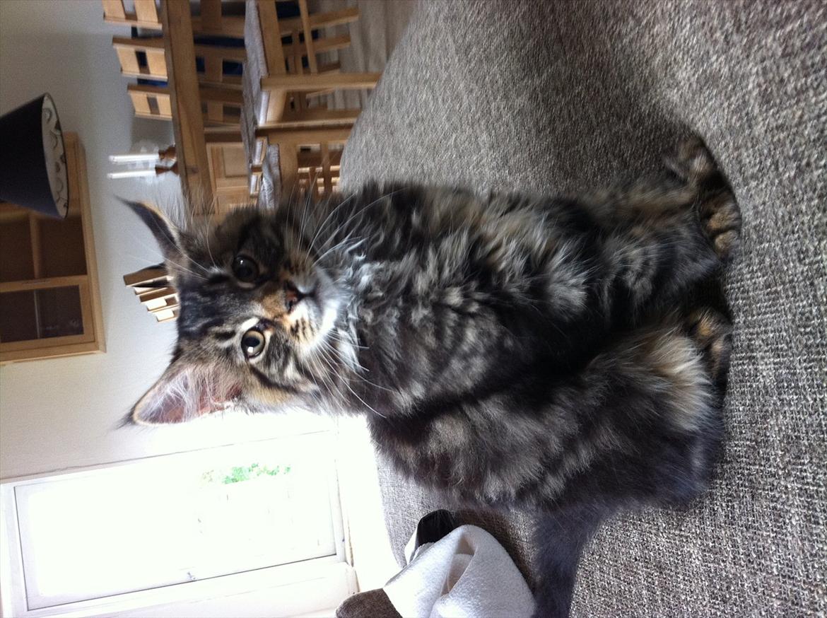 Blanding af racer Poecsii - Poecsii i Profil - Fotte dreng! billede 2