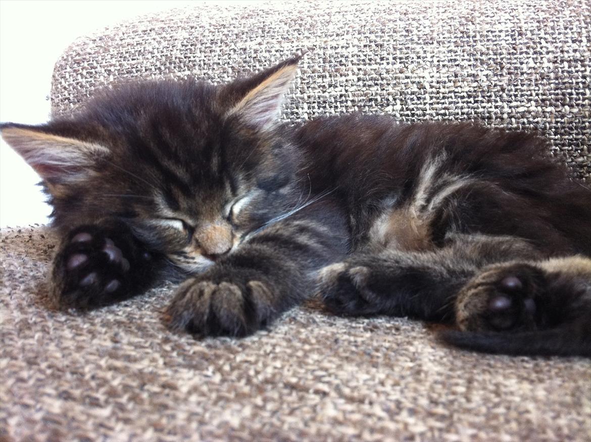 Blanding af racer Poecsii - Elsker at Putte. billede 3