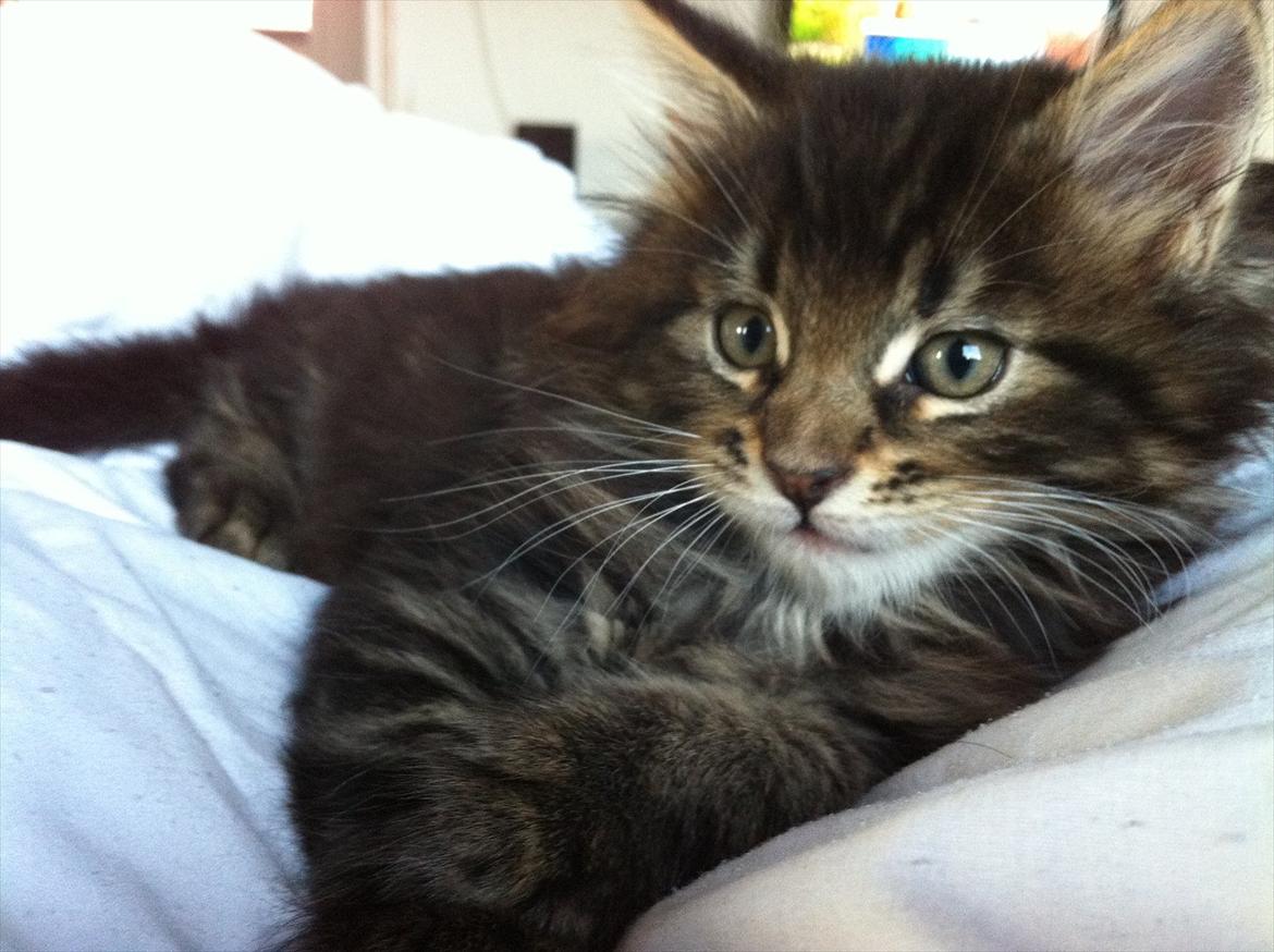 Blanding af racer Poecsii billede 4