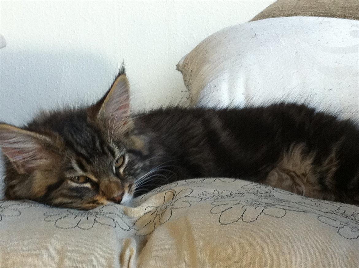 Blanding af racer Poecsii billede 5