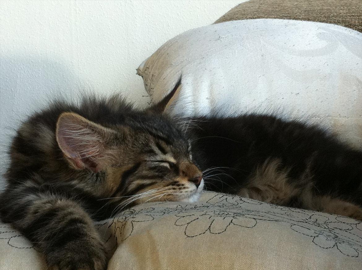 Blanding af racer Poecsii billede 6