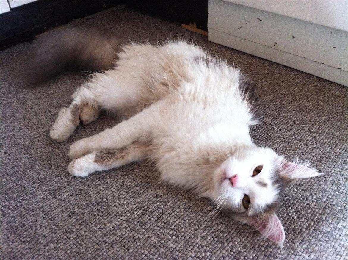 Maine Coon Ella - Smukke Ella billede 1