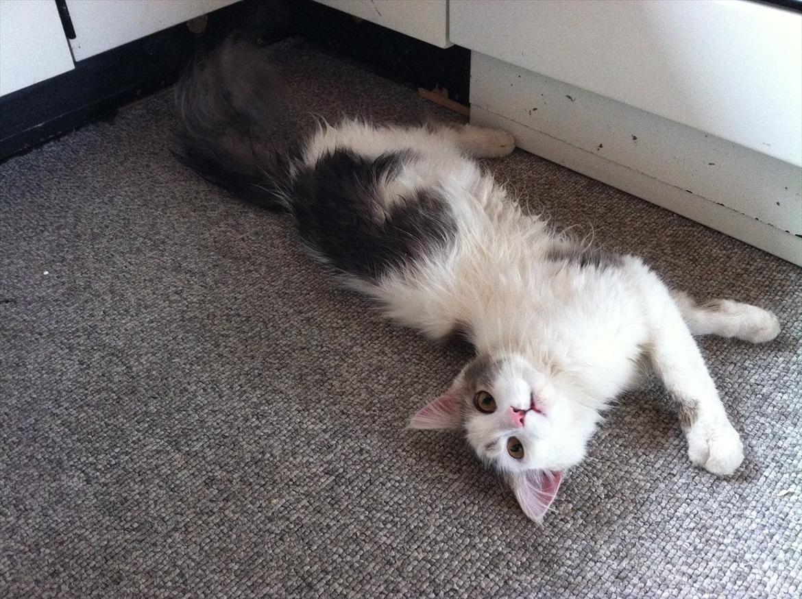 Maine Coon Ella - Er jeg ikke lækker? billede 2