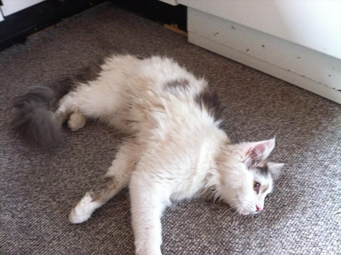 Maine Coon Ella billede 3