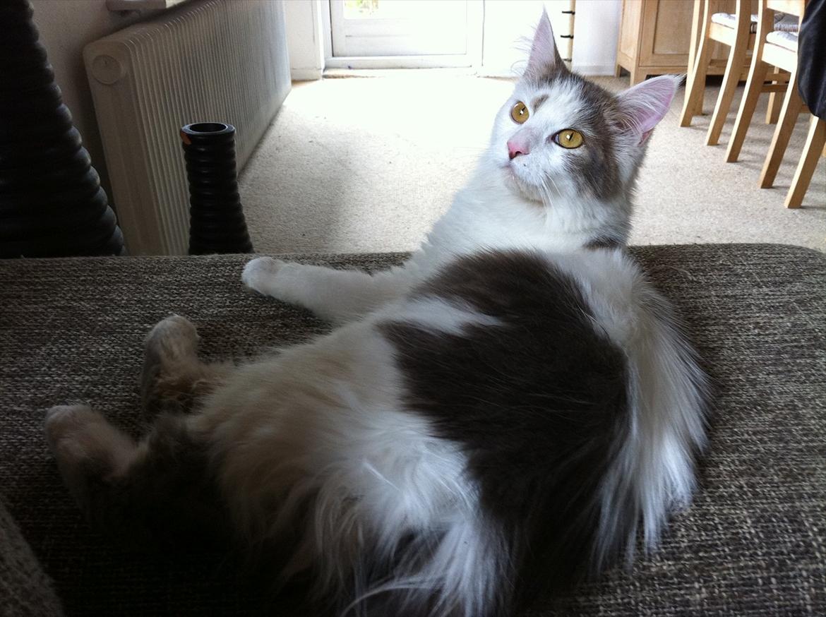 Maine Coon Ella billede 4