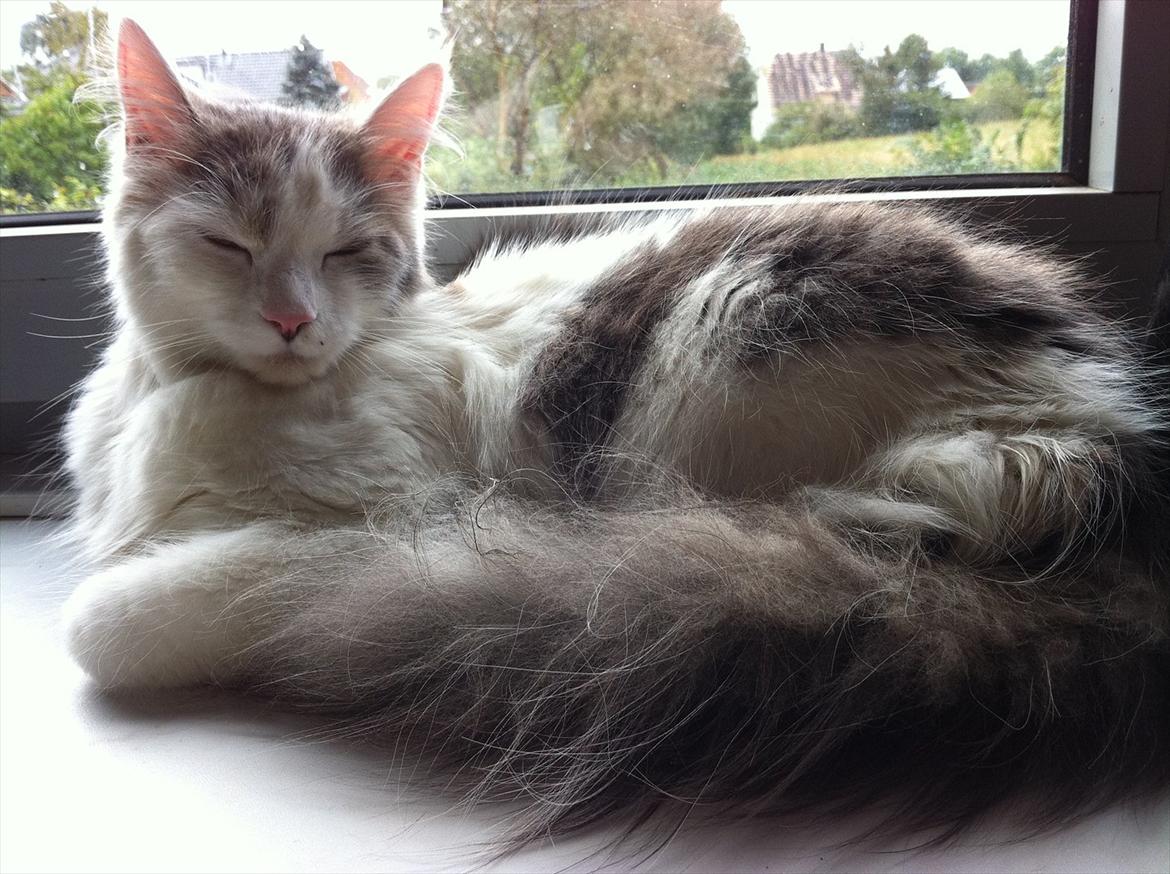 Maine Coon Ella - Putter i vindueskarmen.  billede 5