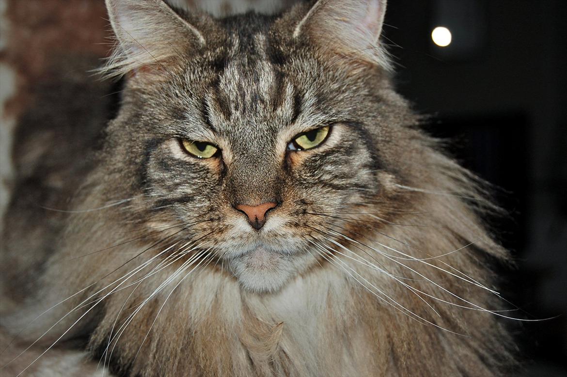 Maine Coon Mooshead Larry billede 14