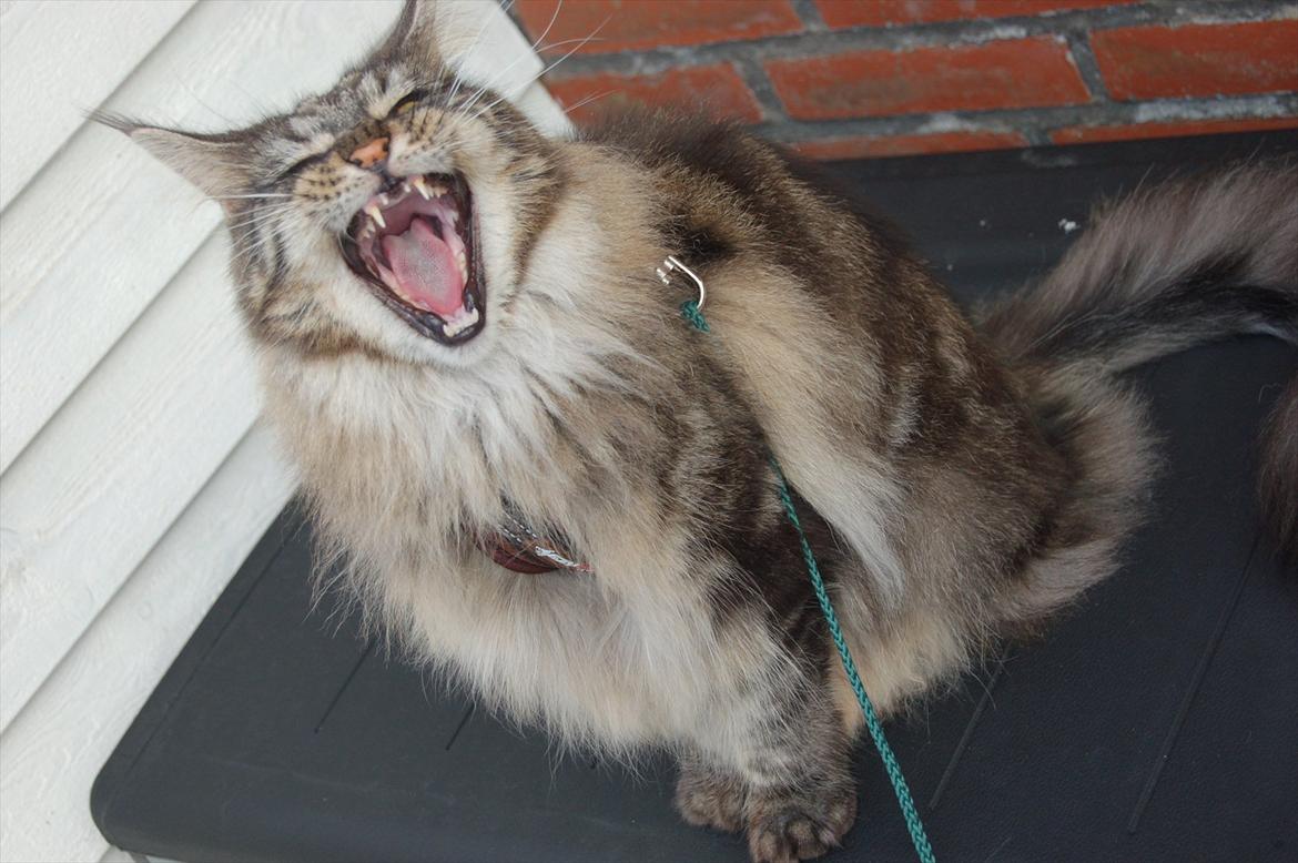 Maine Coon Mooshead Larry billede 15