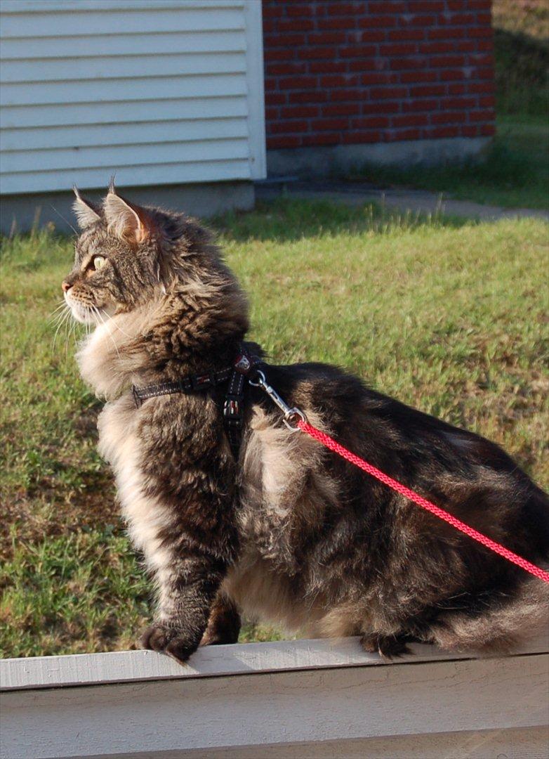 Maine Coon Mooshead Larry billede 16