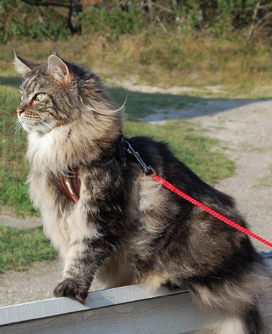 Maine Coon Mooshead Larry billede 17