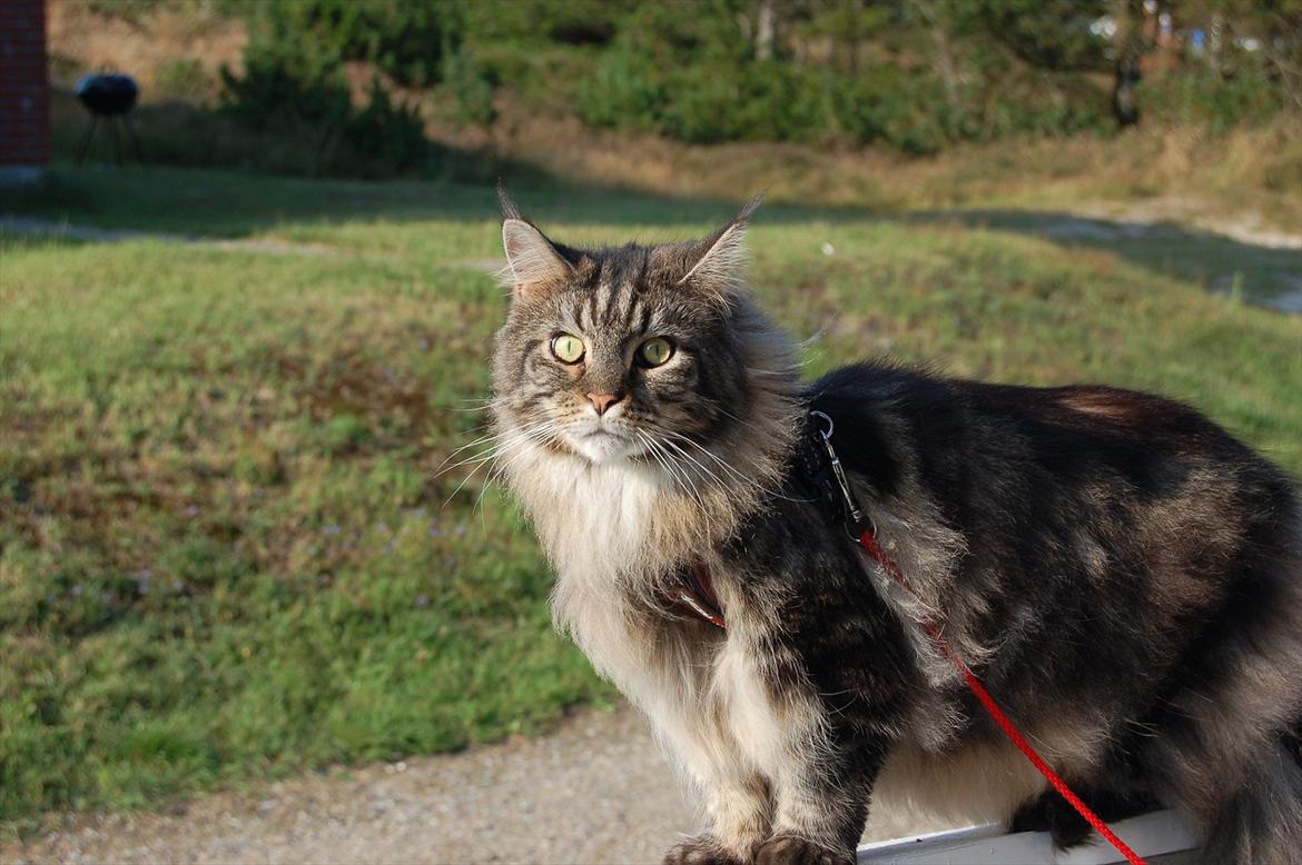 Maine Coon Mooshead Larry billede 18