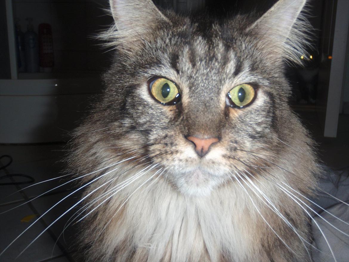 Maine Coon Mooshead Larry billede 19