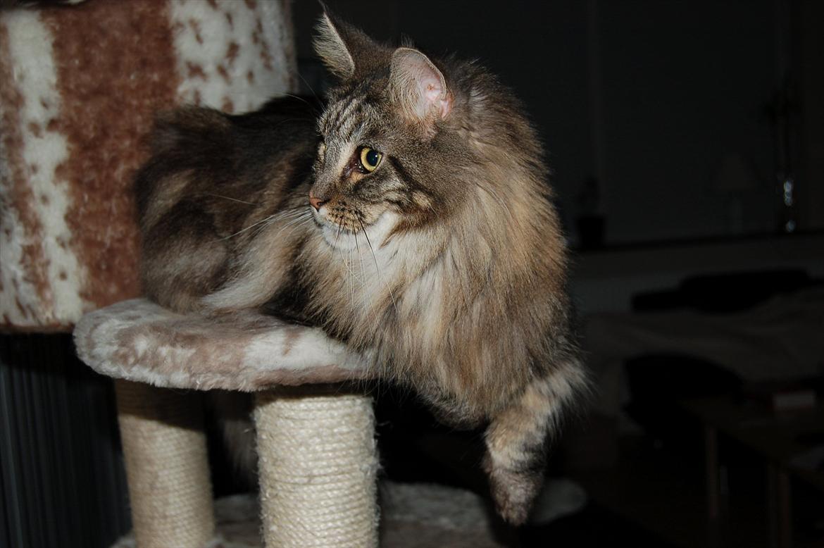 Maine Coon Mooshead Larry billede 20