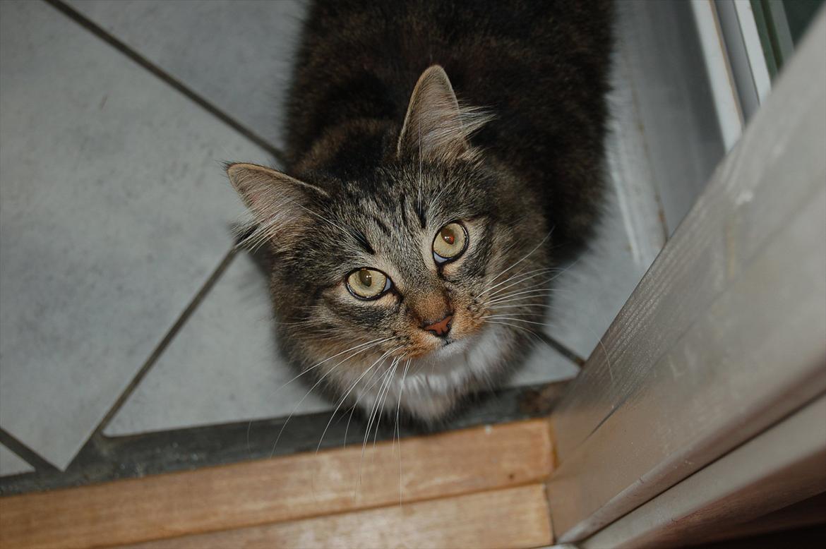 Blanding af racer Fiona billede 12