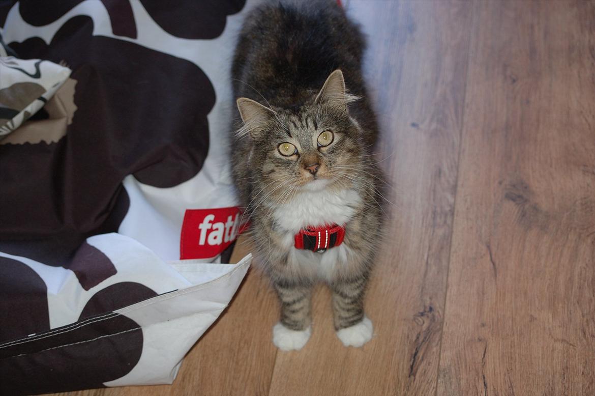 Blanding af racer Fiona billede 13