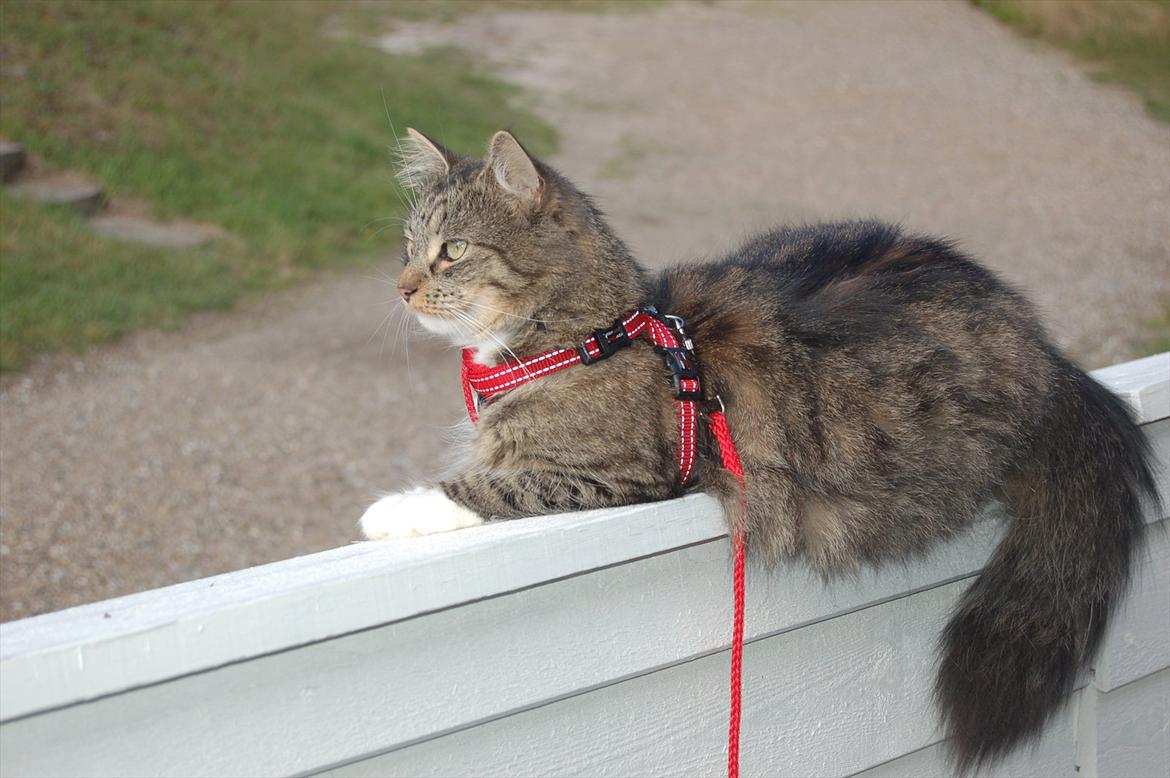 Blanding af racer Fiona billede 14