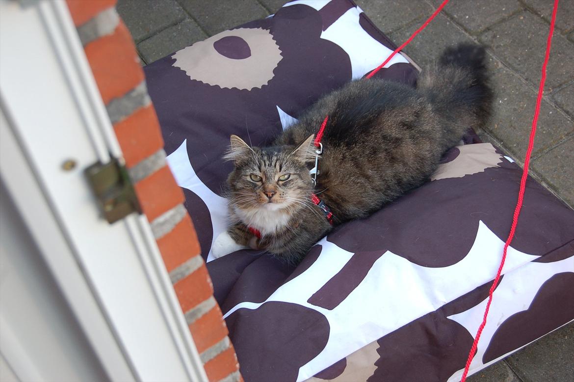 Blanding af racer Fiona billede 15