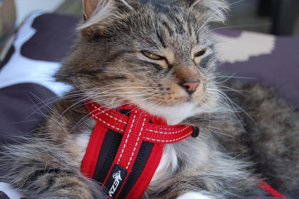 Blanding af racer Fiona billede 16