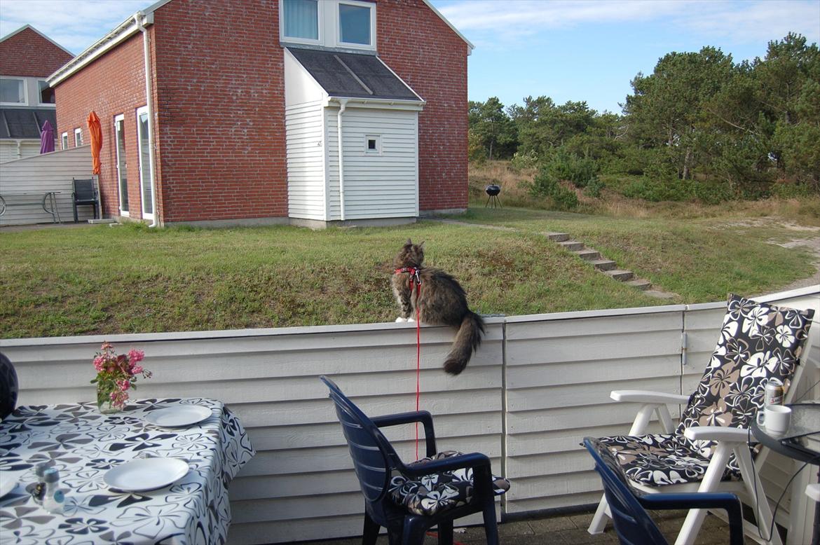 Blanding af racer Fiona billede 17