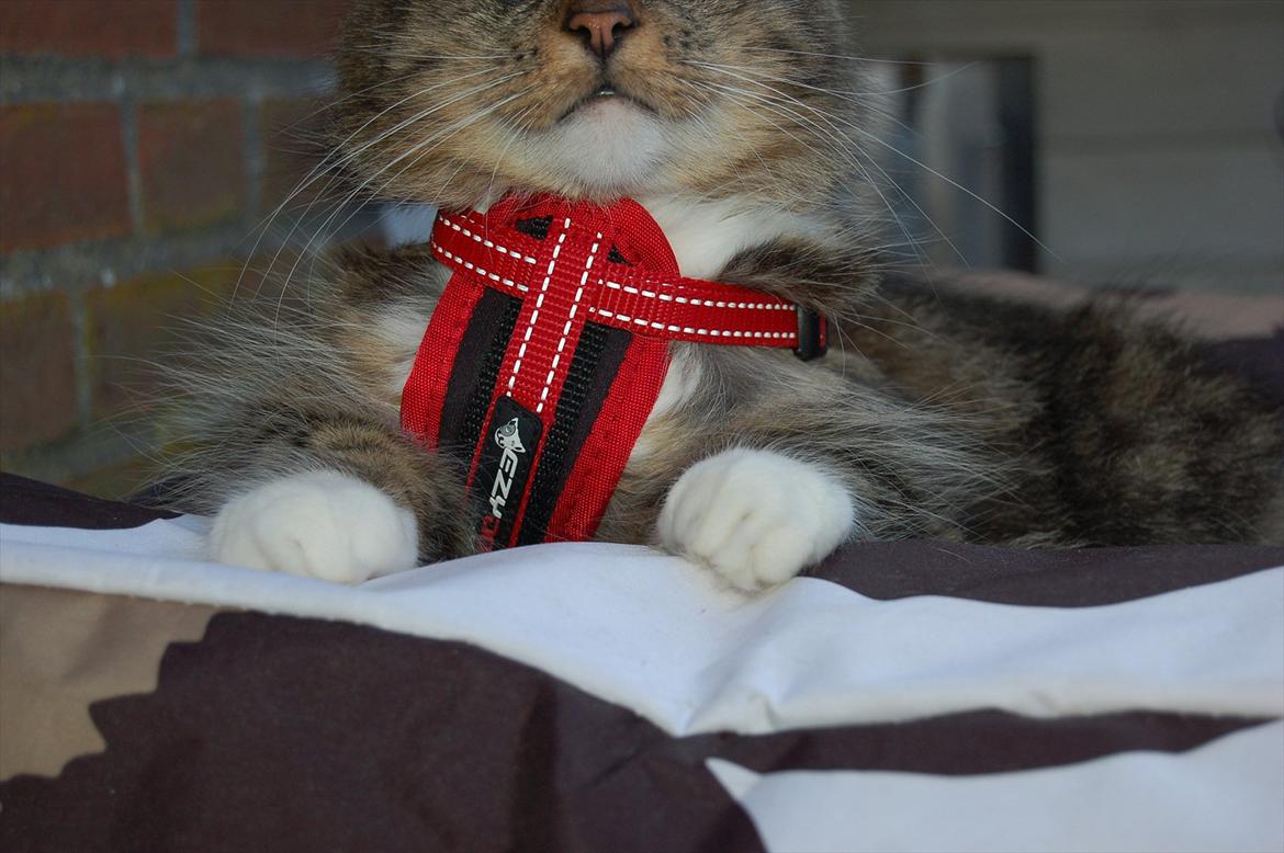 Blanding af racer Fiona billede 18