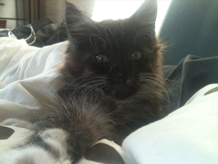 Blanding af racer Tadeus billede 1