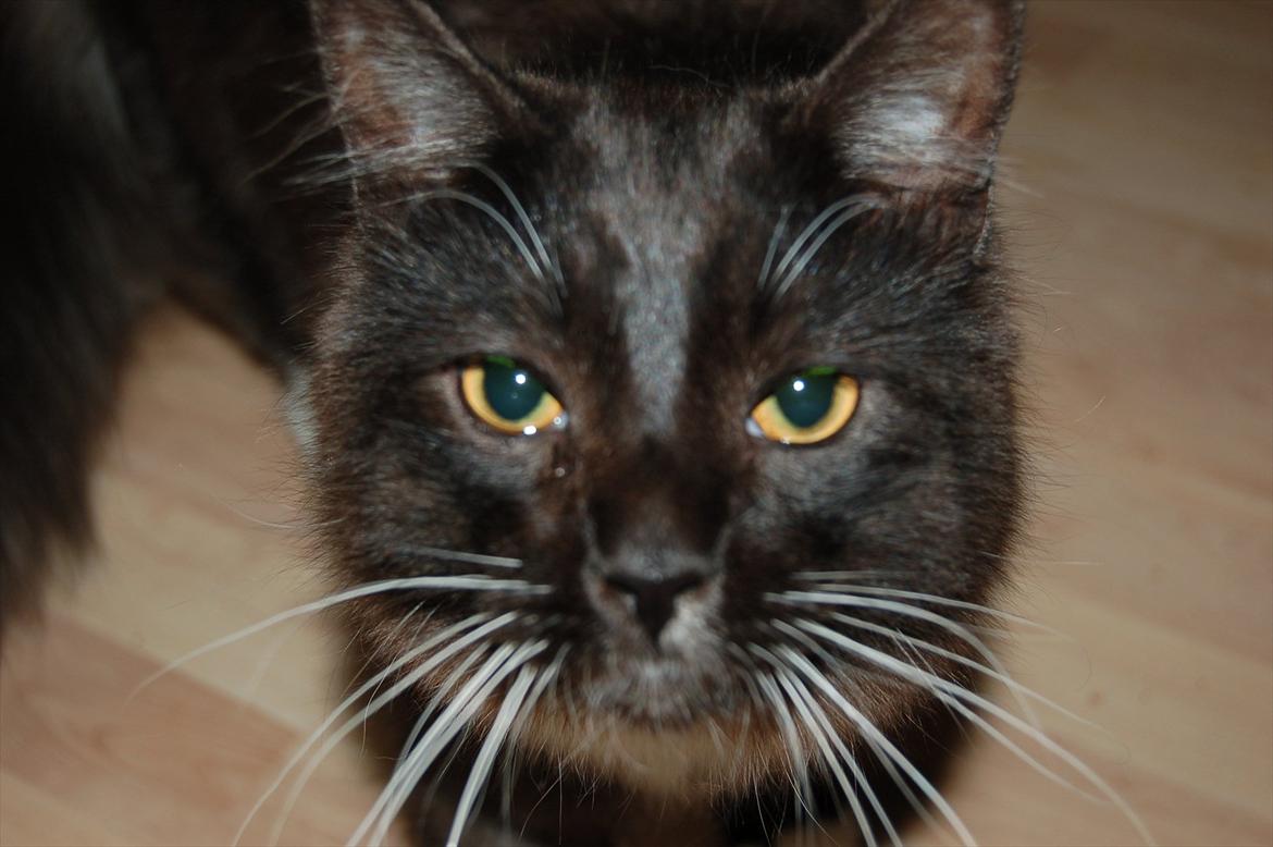 Blanding af racer Tadeus billede 2