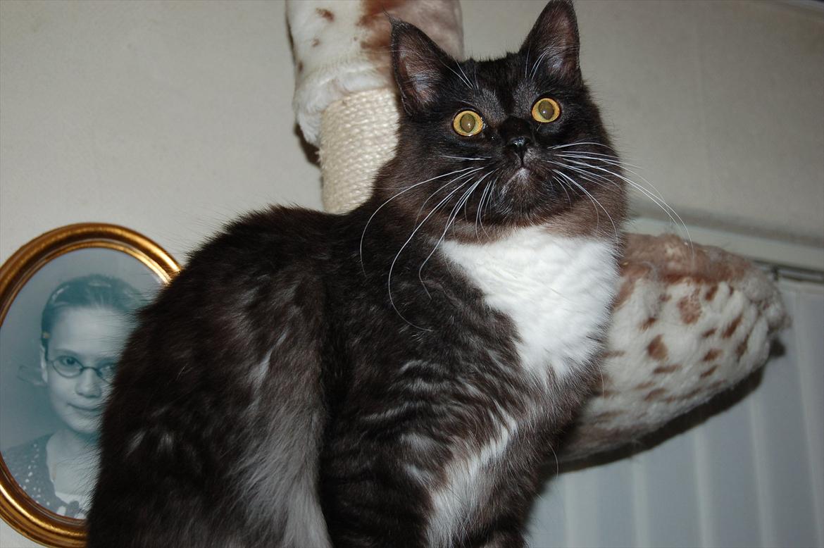 Blanding af racer Tadeus billede 3