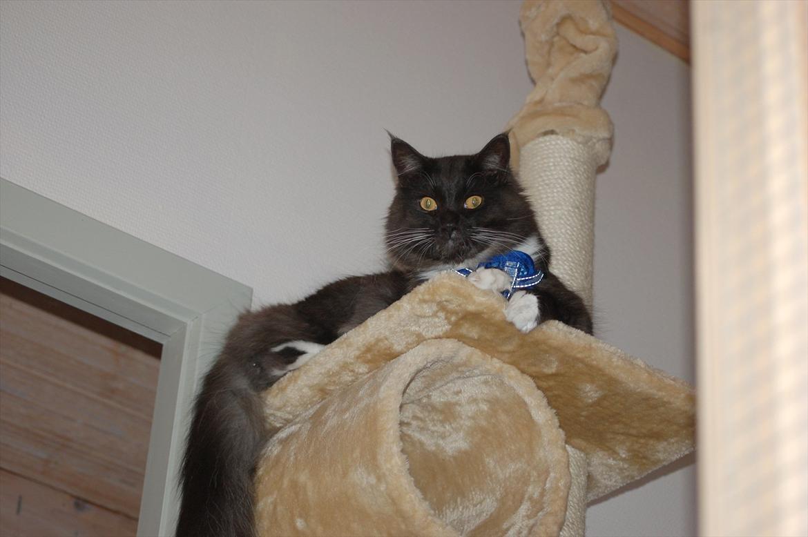 Blanding af racer Tadeus billede 5