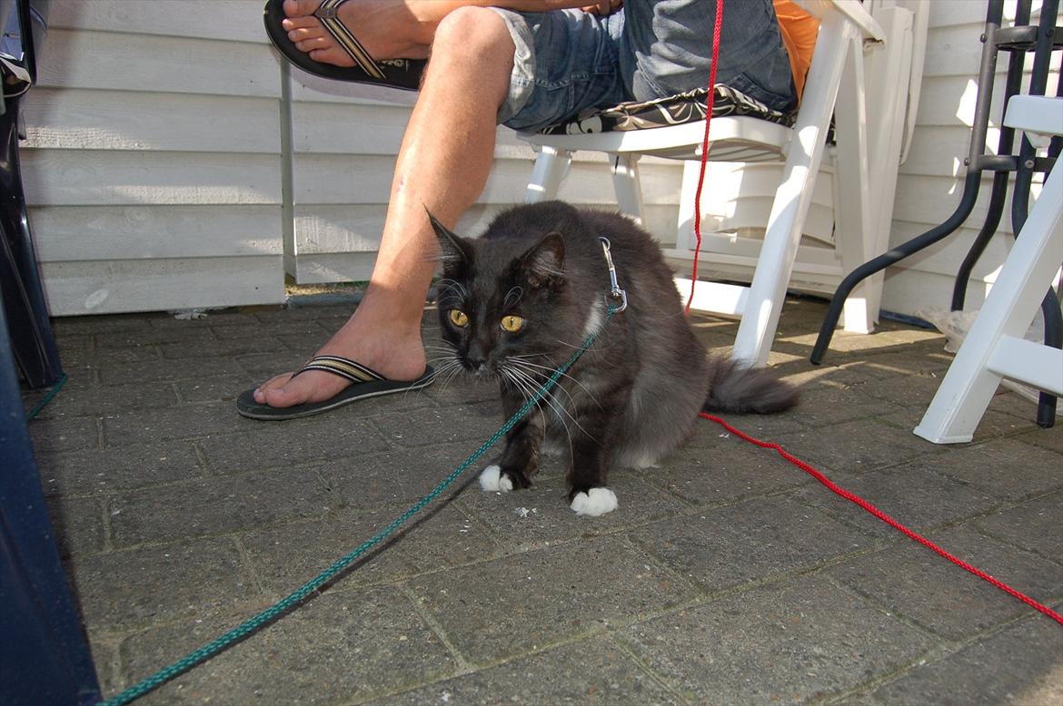 Blanding af racer Tadeus billede 6