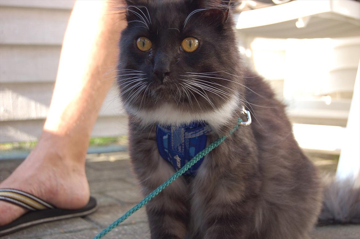 Blanding af racer Tadeus billede 7