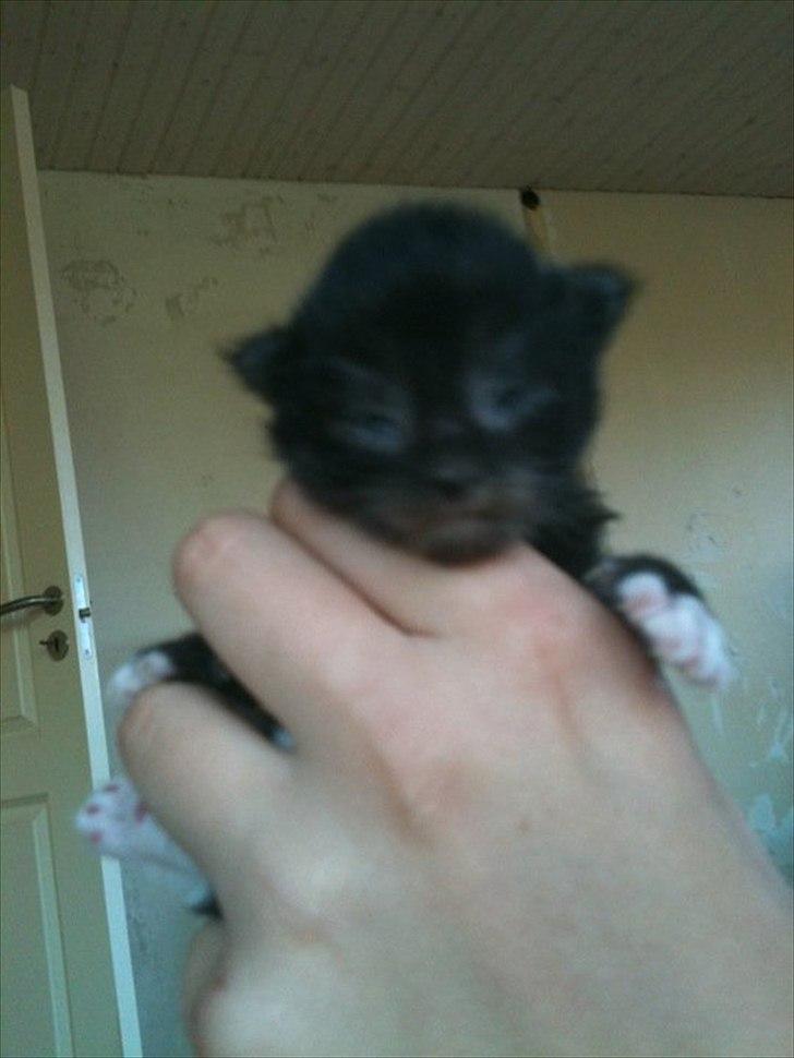 Blanding af racer Tadeus billede 8