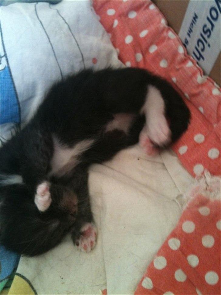 Blanding af racer Tadeus billede 9