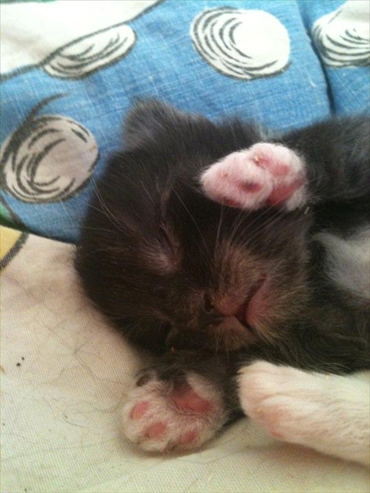 Blanding af racer Tadeus billede 10