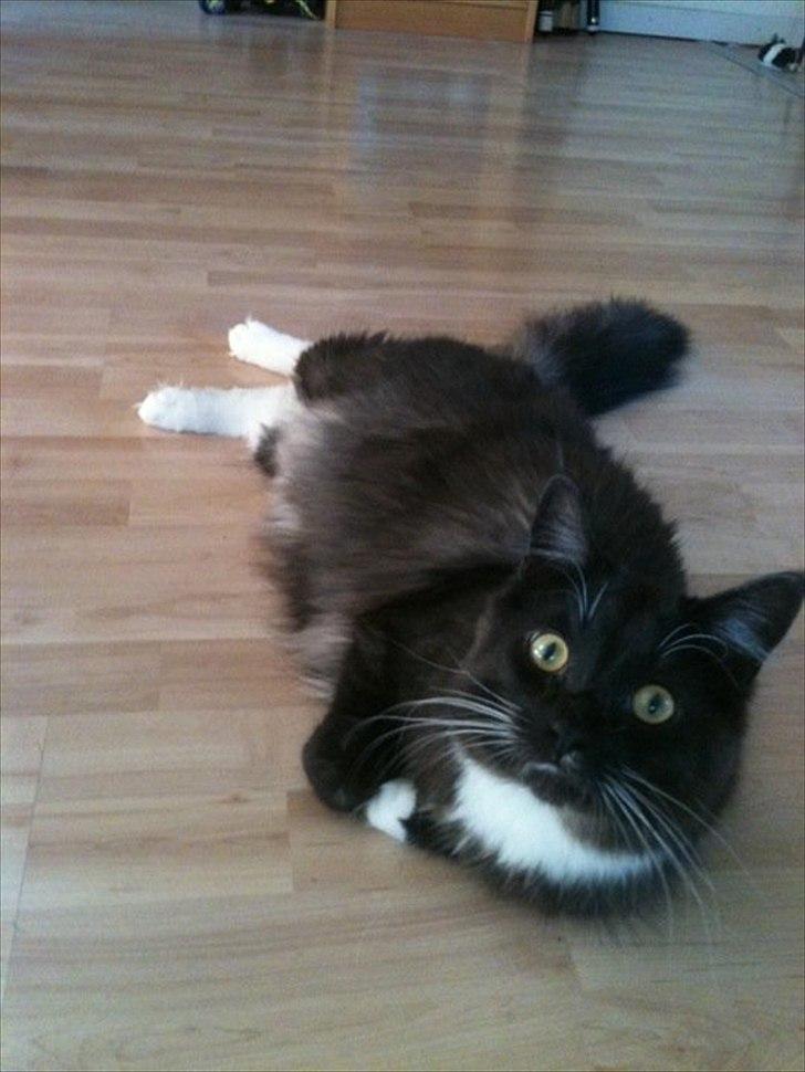 Blanding af racer Tadeus billede 11