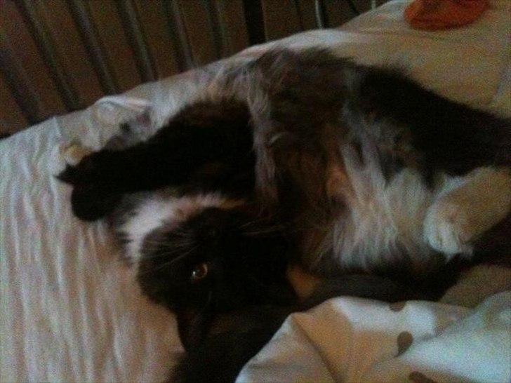 Blanding af racer Tadeus billede 12