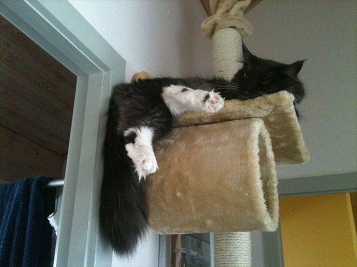 Blanding af racer Tadeus billede 13