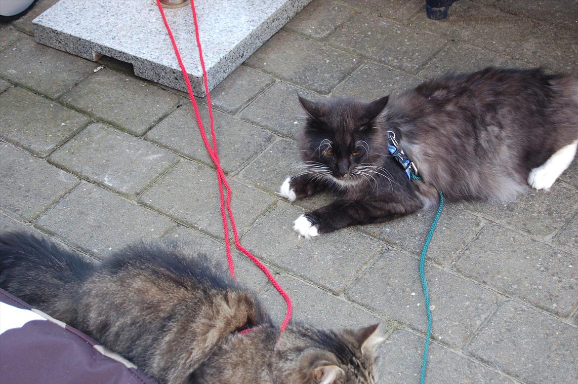 Blanding af racer Tadeus billede 14