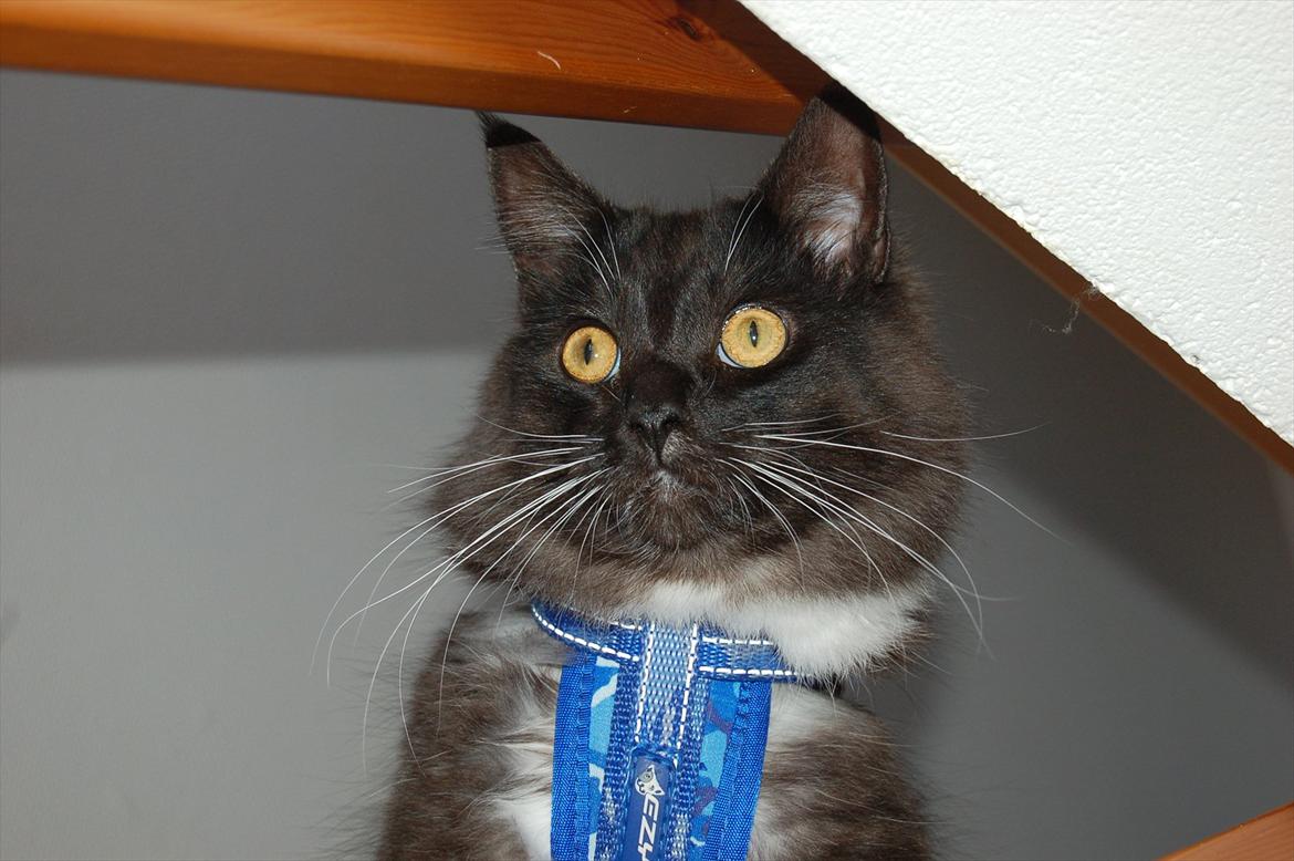 Blanding af racer Tadeus billede 15