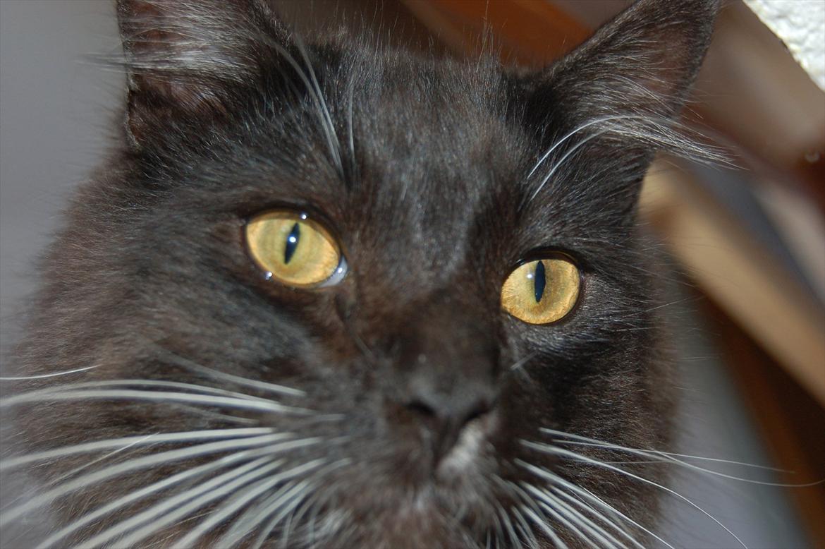 Blanding af racer Tadeus billede 16