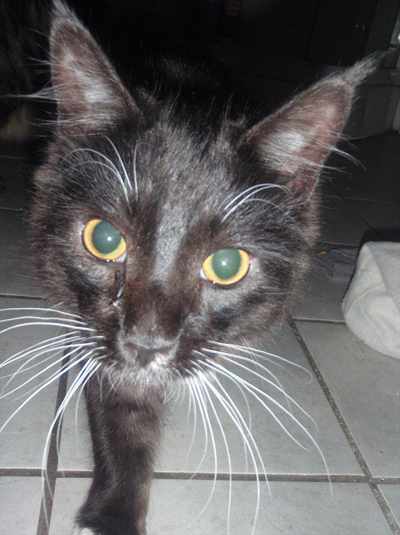 Blanding af racer Tadeus billede 17